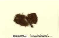 藏品(長肋多枝苔)的圖片